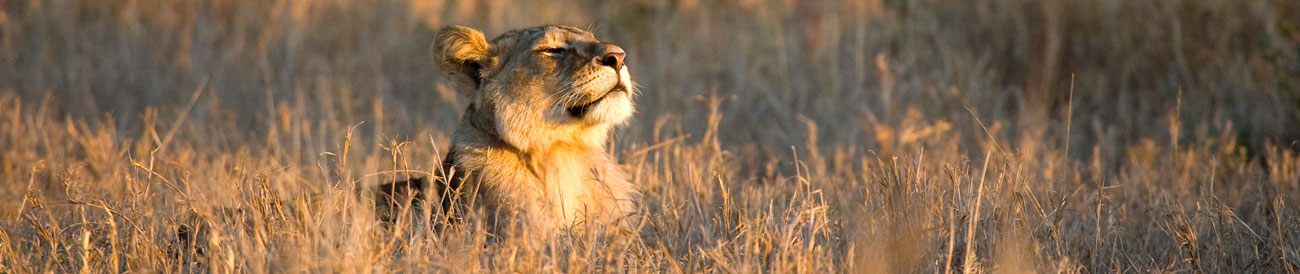 South Africa Safari - from the legendary Kruger Park to malaria-free Madikwe & the beautiful Eastern Cape, South Africa’s reserves offer phenomenal big game viewing.